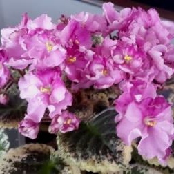 Apache Primrose