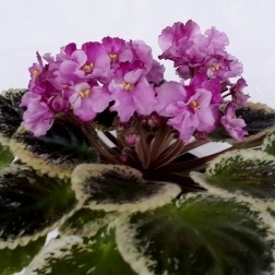 Apache Primrose