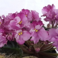 Apache Primrose